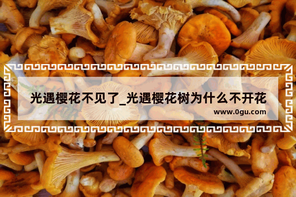 光遇樱花不见了_光遇樱花树为什么不开花