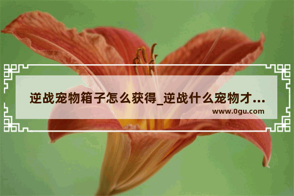 逆战宠物箱子怎么获得_逆战什么宠物才会出宝箱