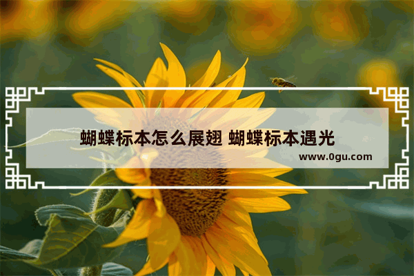 蝴蝶标本怎么展翅 蝴蝶标本遇光