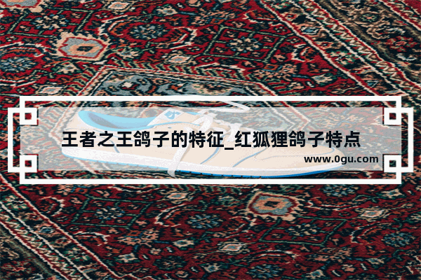 王者之王鸽子的特征_红狐狸鸽子特点