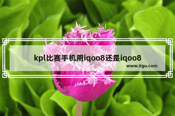 kpl比赛手机用iqoo8还是iqoo8pro_什么样的公司会给员工配置手机