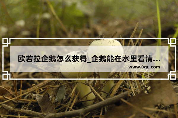 欧若拉企鹅怎么获得_企鹅能在水里看清楚是因为有眼罩