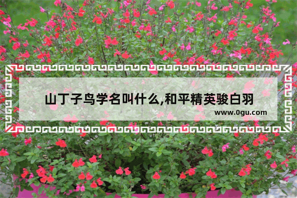 山丁子鸟学名叫什么,和平精英骏白羽