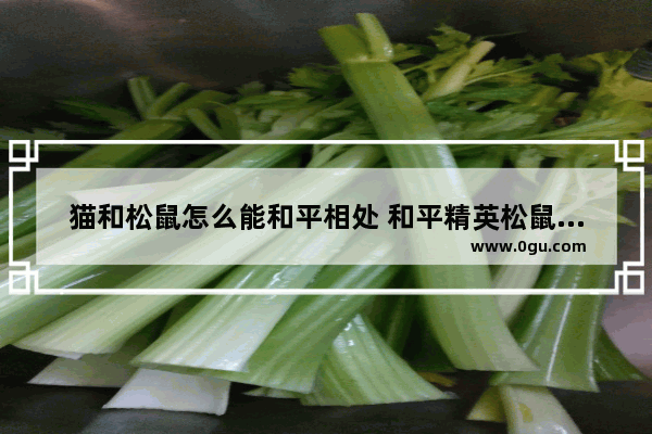 猫和松鼠怎么能和平相处 和平精英松鼠主场