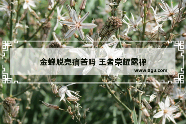 金蝉脱壳痛苦吗 王者荣耀露禅