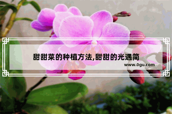 甜甜菜的种植方法,甜甜的光遇简