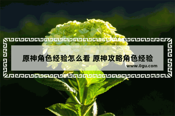 原神角色经验怎么看 原神攻略角色经验