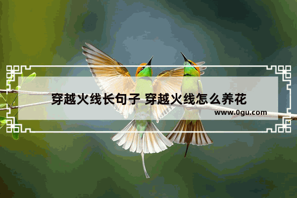 穿越火线长句子 穿越火线怎么养花