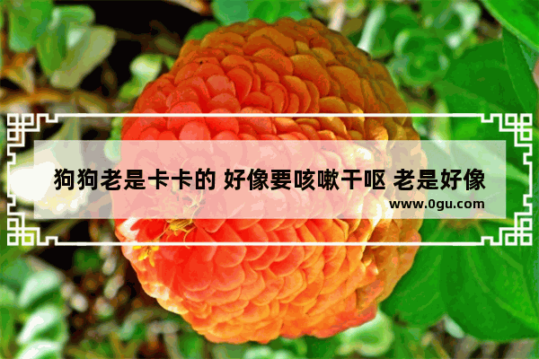 狗狗老是卡卡的 好像要咳嗽干呕 老是好像卡住一样 流眼泪 鼻子湿 但是不冰凉耶。怎么办