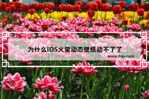 为什么iOS火萤动态壁纸动不了了