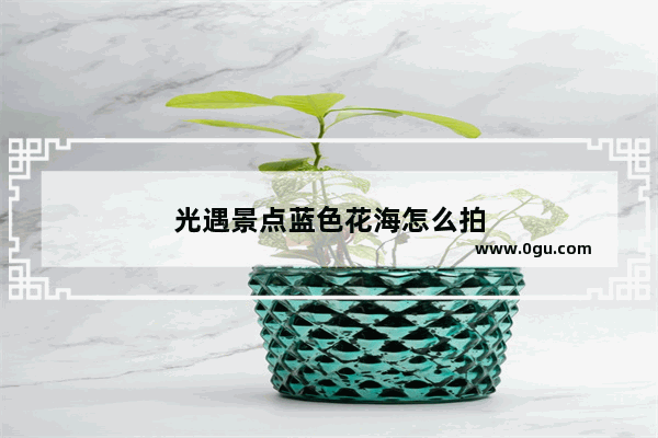 光遇景点蓝色花海怎么拍