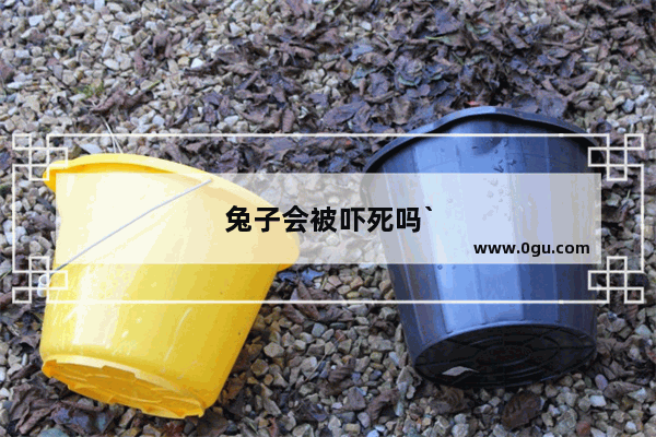 兔子会被吓死吗`