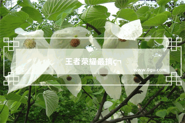 王者荣耀最搞笑的歌曲是什么