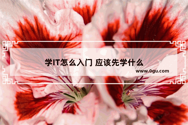 学IT怎么入门 应该先学什么