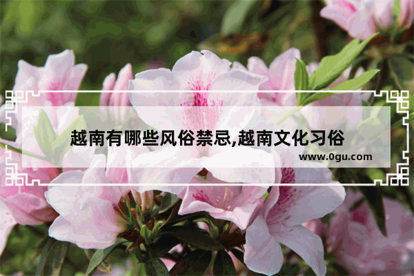越南有哪些风俗禁忌,越南文化习俗