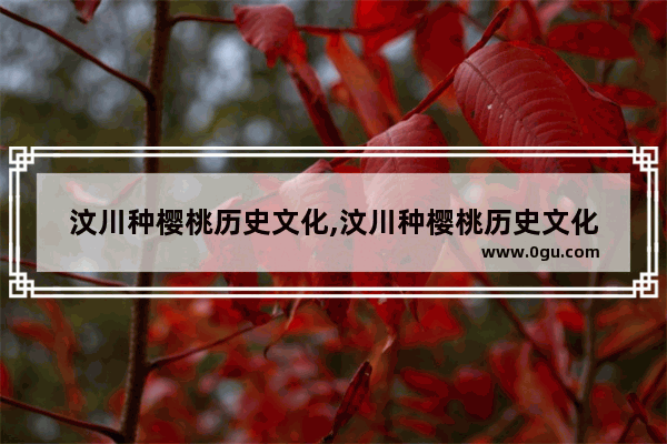 汶川种樱桃历史文化,汶川种樱桃历史文化