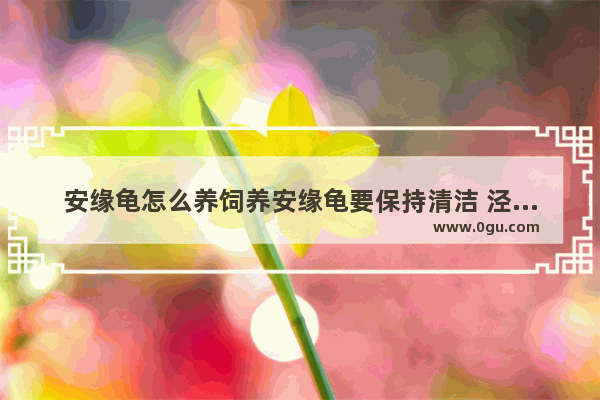 安缘龟怎么养饲养安缘龟要保持清洁 泾县古坝历史故事