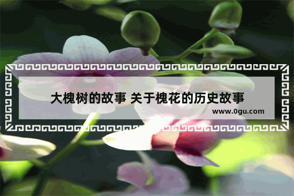 大槐树的故事 关于槐花的历史故事
