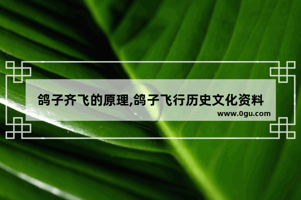 鸽子齐飞的原理,鸽子飞行历史文化资料