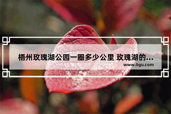 梧州玫瑰湖公园一圈多少公里 玫瑰湖的历史故事