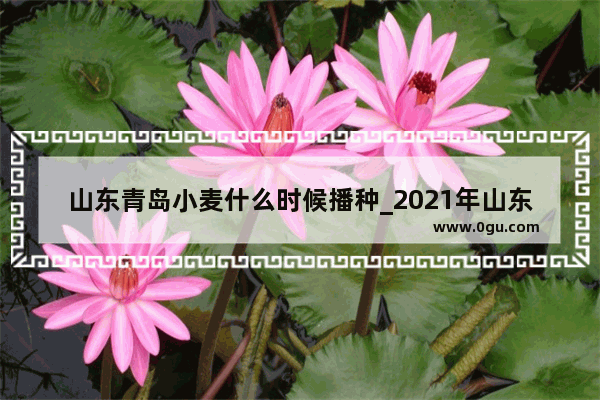 山东青岛小麦什么时候播种_2021年山东省潍坊诸城市小麦什么时候种