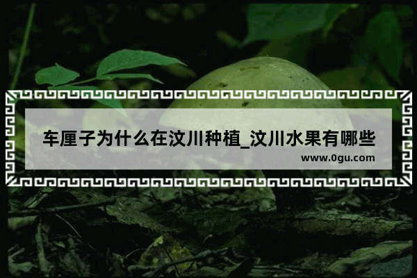 车厘子为什么在汶川种植_汶川水果有哪些