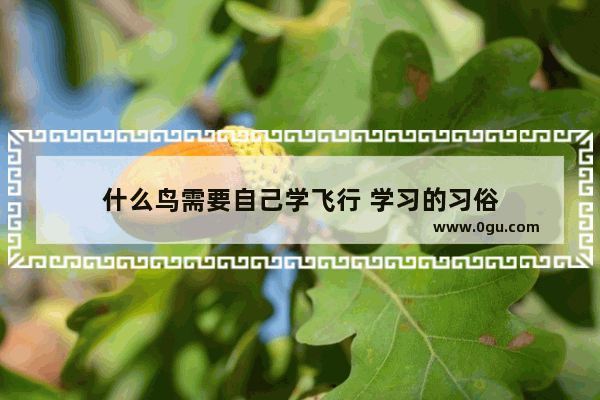 什么鸟需要自己学飞行 学习的习俗