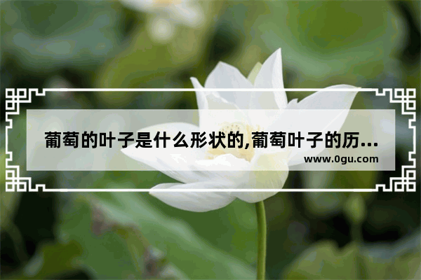 葡萄的叶子是什么形状的,葡萄叶子的历史故事