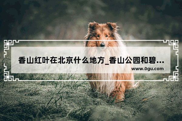 香山红叶在北京什么地方_香山公园和碧云寺有什么区别