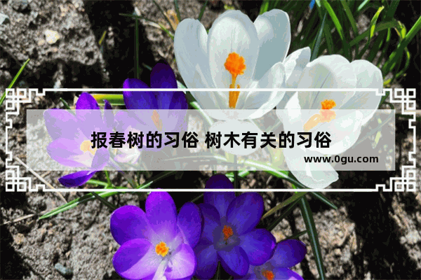 报春树的习俗 树木有关的习俗