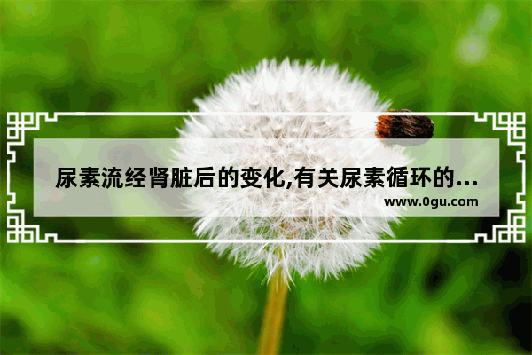尿素流经肾脏后的变化,有关尿素循环的历史故事