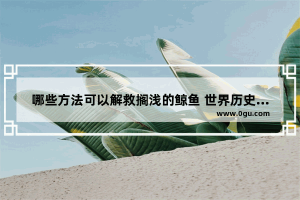 哪些方法可以解救搁浅的鲸鱼 世界历史上拯救搁浅鲸鱼