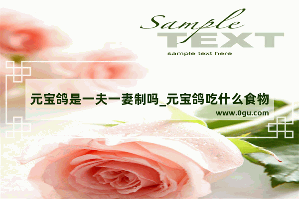 元宝鸽是一夫一妻制吗_元宝鸽吃什么食物
