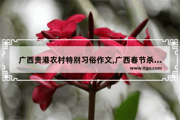 广西贵港农村特别习俗作文,广西春节杀鸡习俗