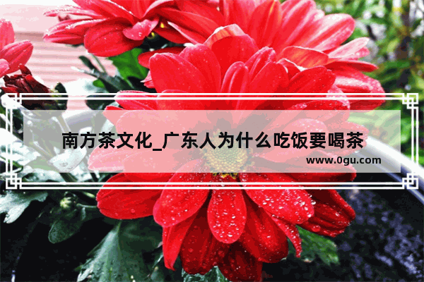 南方茶文化_广东人为什么吃饭要喝茶