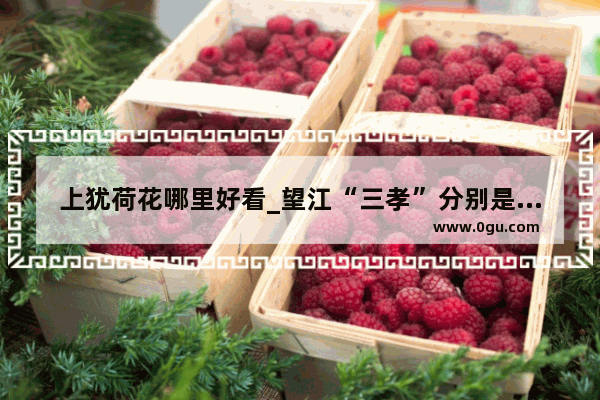 上犹荷花哪里好看_望江“三孝”分别是哪三孝
