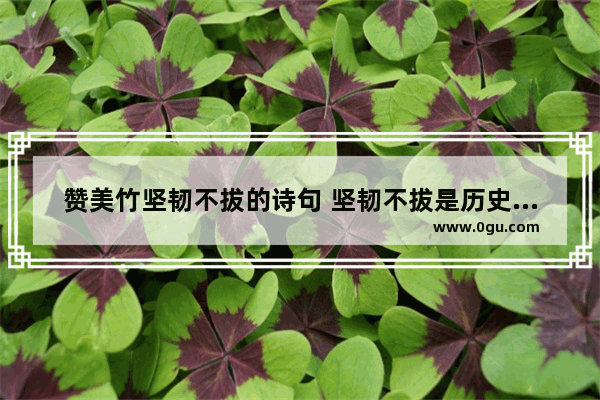 赞美竹坚韧不拔的诗句 坚韧不拔是历史文化吗
