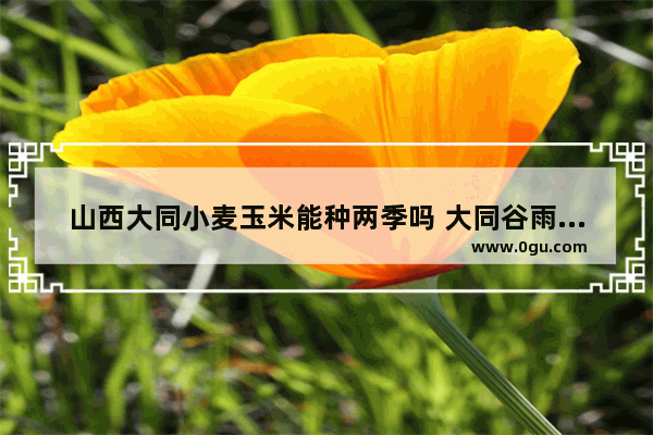 山西大同小麦玉米能种两季吗 大同谷雨有什么习俗