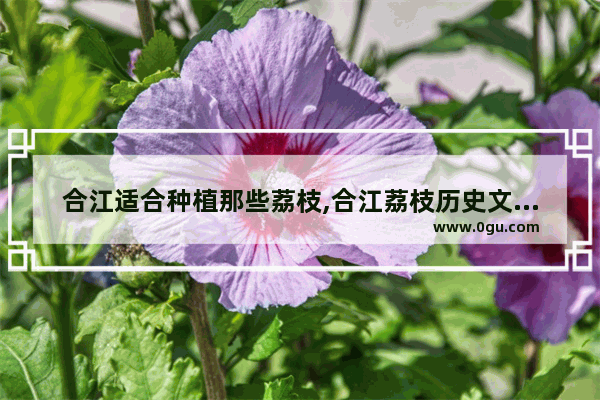 合江适合种植那些荔枝,合江荔枝历史文化背景