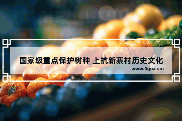 国家级重点保护树种 上抗新寨村历史文化