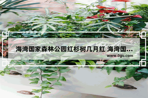 海湾国家森林公园红杉树几月红 海湾国家森林公园历史文化