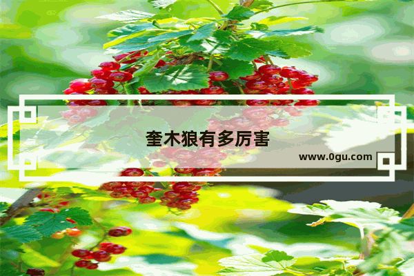奎木狼有多厉害