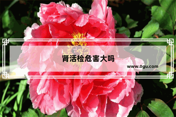 肾活检危害大吗