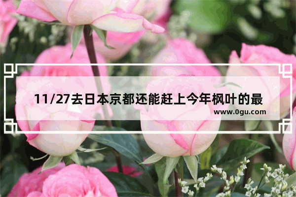 11/27去日本京都还能赶上今年枫叶的最佳期吗？有什么攻略
