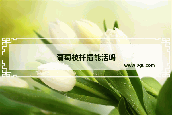 葡萄枝扦插能活吗