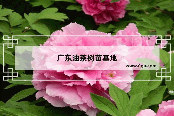 广东油茶树苗基地