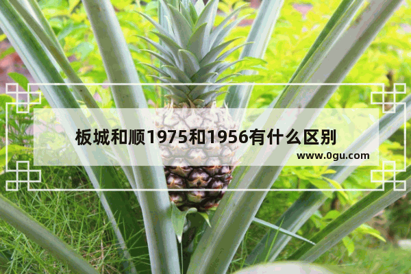 板城和顺1975和1956有什么区别