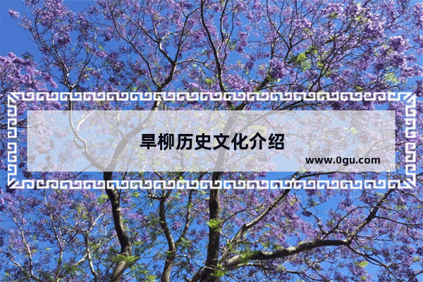 旱柳历史文化介绍