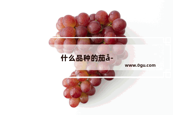 什么品种的茄子最好吃又好卖