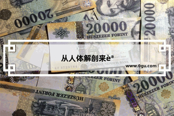 从人体解剖来讲人体有几个器官